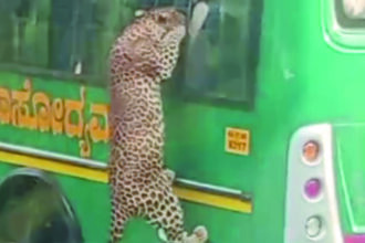 ಸಫಾರಿ ಬಸ್ ಏರಿದ ಚಿರತೆ