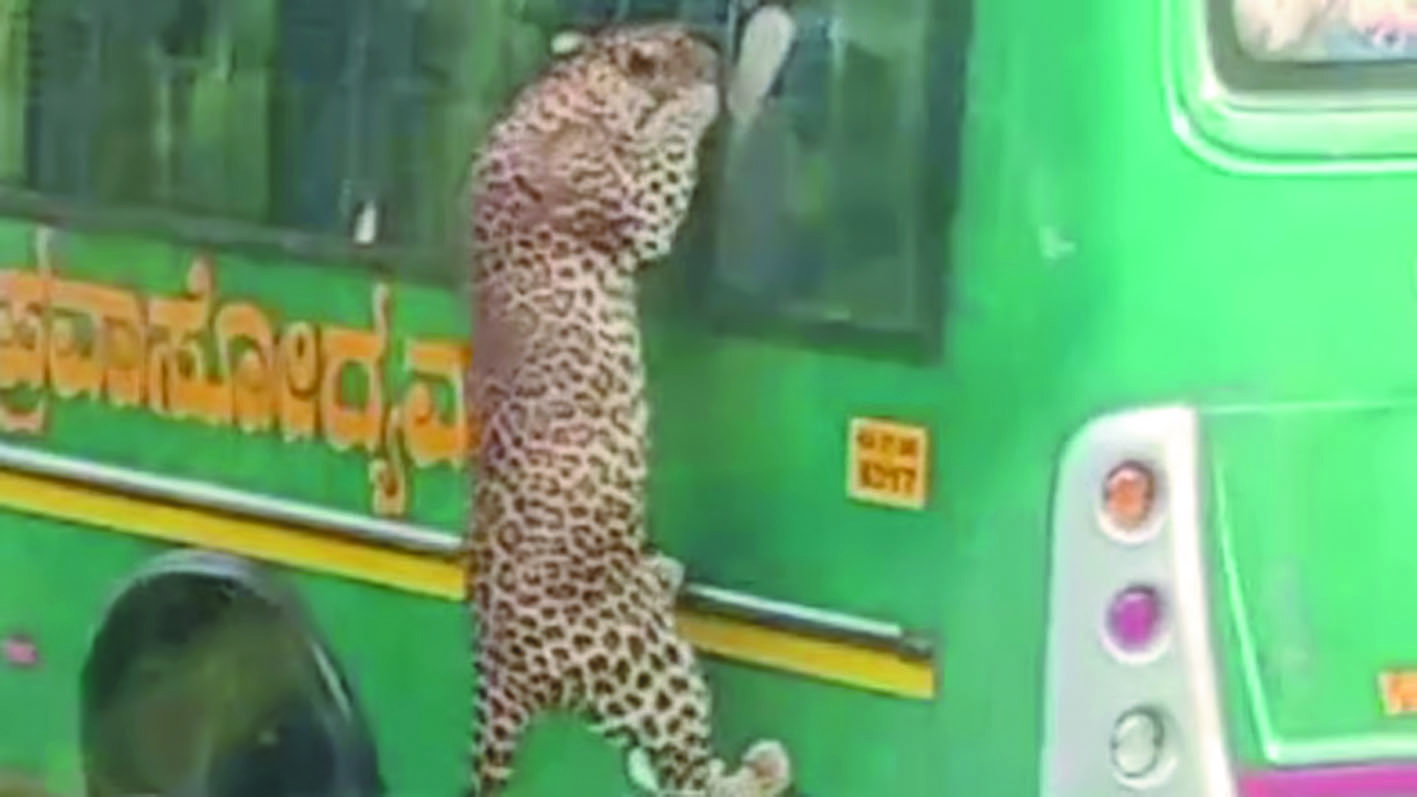 ಸಫಾರಿ ಬಸ್ ಏರಿದ ಚಿರತೆ