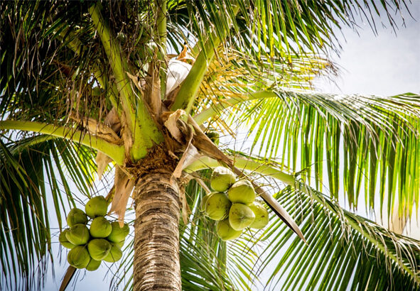 ಮನೆ ಮೇಲೆ ತೆಂಗಿನಮರ ಬಿದ್ದು ಹಾನಿ