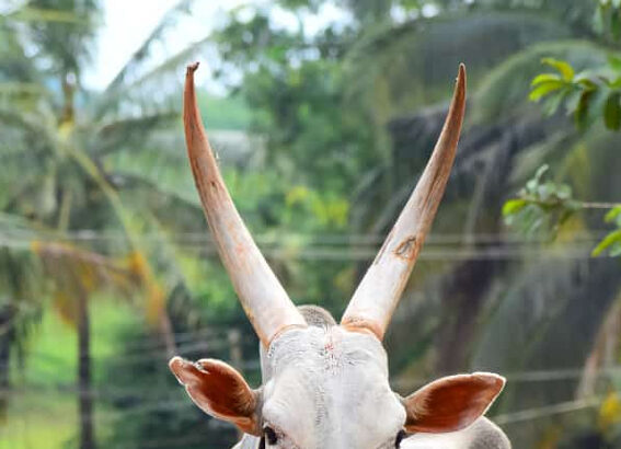 ಜಿಲ್ಲೆಯ ಇತಿಹಾಸದಲ್ಲಿ ಹೋರಿ ಸ್ಪರ್ಧೆಗೆ ಇಳಿದ ಮೊದಲ ಹೋರಿ ಸಾವು