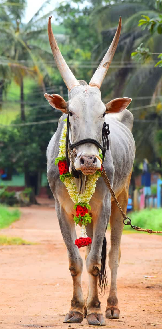 ಜಿಲ್ಲೆಯ ಇತಿಹಾಸದಲ್ಲಿ ಹೋರಿ ಸ್ಪರ್ಧೆಗೆ ಇಳಿದ ಮೊದಲ ಹೋರಿ ಸಾವು