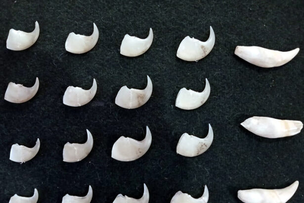 ಸಾಗರ : ಚಿರತೆ ಉಗುರು ಮತ್ತು ಹಲ್ಲುಗಳ ಅಕ್ರಮ ಸಾಗಣೆ-ಮಾಲು ಸಮೇತ ಆರೋಪಿ ವಶಕ್ಕೆ