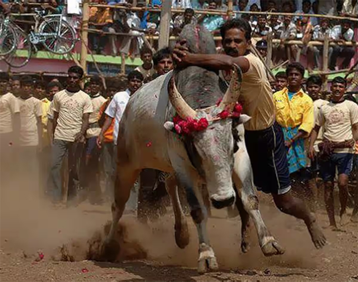 ಹೋರಿ ಹಬ್ಬ: 10 ಜನ ಆಸ್ಪತ್ರೆಗೆ ದಾಖಲು