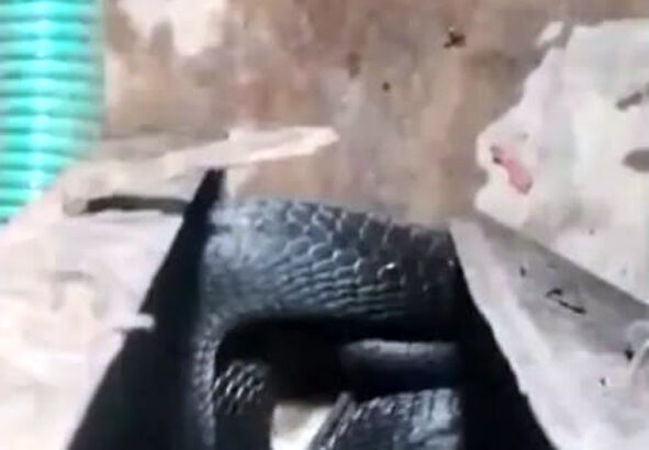 ಸೂಟ್‌ಕೇಸ್‌ನಲ್ಲಿ ಅಡಗಿತ್ತು 11 ಅಡಿ ಉದ್ದದ ಕಾಳಿಂಗ