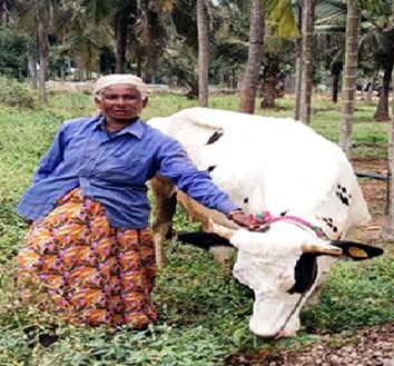 ಗೃಹಲಕ್ಷ್ಮಿ ಯೋಜನೆಯಿಂದ ಹಸು ಖರೀದಿಸಿದ ಅನಿತಾ 