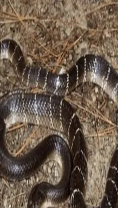 ಪ್ರತ್ಯಂಗೀರ ದೇವಾಲಯದಲ್ಲಿ ಕಡಂಬಳ ಹಾವು  