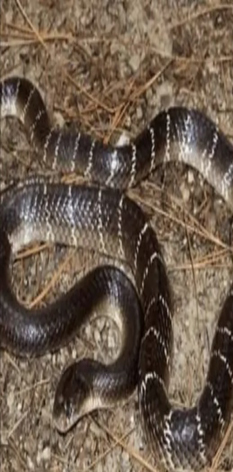 ಪ್ರತ್ಯಂಗೀರ ದೇವಾಲಯದಲ್ಲಿ ಕಡಂಬಳ ಹಾವು  