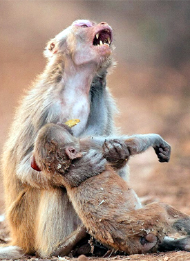 ಮತ್ತೆ ಆರಂಭವಾಯ್ತು ಮಂಗನ ಕಾಯಿಲೆ
