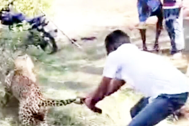 ತುಮಕೂರು: ಚಿರತೆಯ ಬಾಲ ಹಿಡಿದು ಬಲೆಗೆ ಬೀಳಿಸಿದ ಯುವಕ