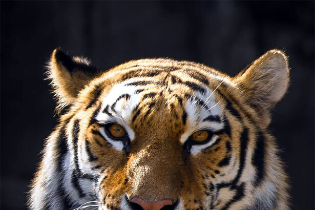 ಬೈಕ್ ಸವಾರನ ಮೇಲೆರಗಿದ ಹುಲಿರಾಯ: ಗಾಯಾಳು ಆಸ್ಪತ್ರೆಗೆ ದಾಖಲು