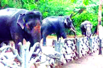 ಬೆಳಗಾವಿಗೆ ಸಕ್ರೆಬೈಲಿನ ಗಜಪಡೆ