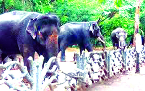 ಬೆಳಗಾವಿಗೆ ಸಕ್ರೆಬೈಲಿನ ಗಜಪಡೆ