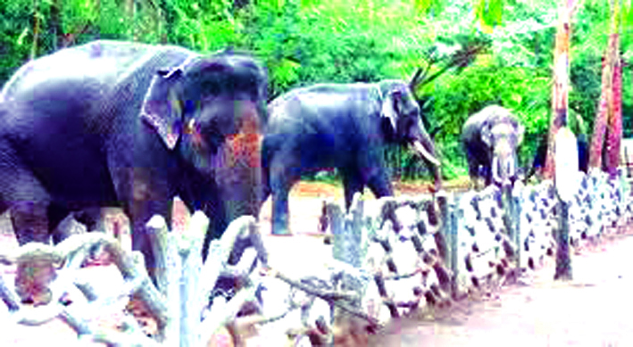 ಬೆಳಗಾವಿಗೆ ಸಕ್ರೆಬೈಲಿನ ಗಜಪಡೆ