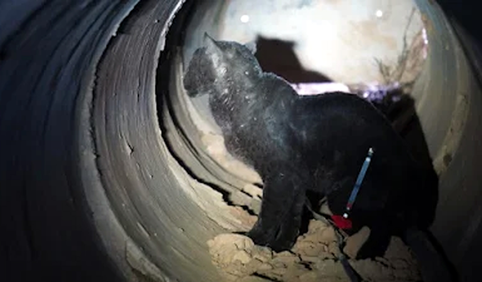 ತಾಯಿಂದ ಬೇರ್ಪಟ್ಟ ಹೆಣ್ಣು ಕರಿಚಿರತೆಯ ರಕ್ಷಣೆ