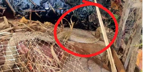 ಬಲೆಗೆ ಸಿಲುಕಿ ಸಂಕಷ್ಟದಲ್ಲಿದ್ದ ನಾಗರಹಾವಿನ ಸಂರಕ್ಷಣೆ