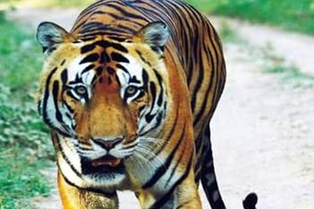 ಹುಲಿ-ಸಿಂಹಧಾಮದಲ್ಲಿದ್ದ ವಿಜಯ್ ಸಾವು