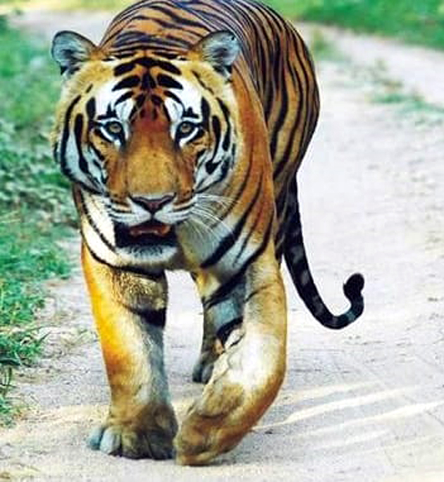 ಹುಲಿ-ಸಿಂಹಧಾಮದಲ್ಲಿದ್ದ ವಿಜಯ್ ಸಾವು