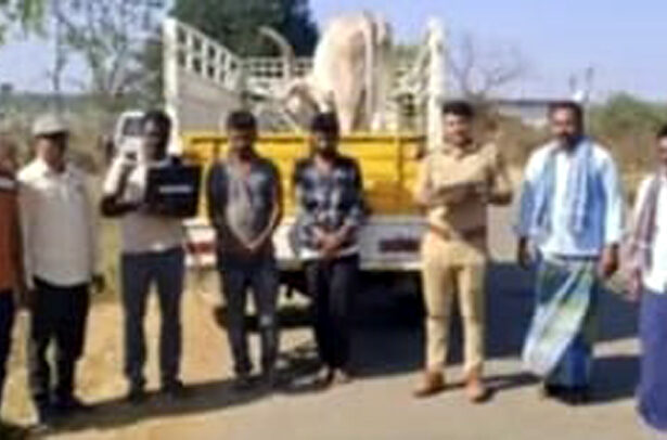 ಹಾವೇರಿಯಲ್ಲಿ ಸಿಕ್ಕಿಬಿದ್ದ ಶಿಕಾರಿಪುರದ ದನಗಳ್ಳರು