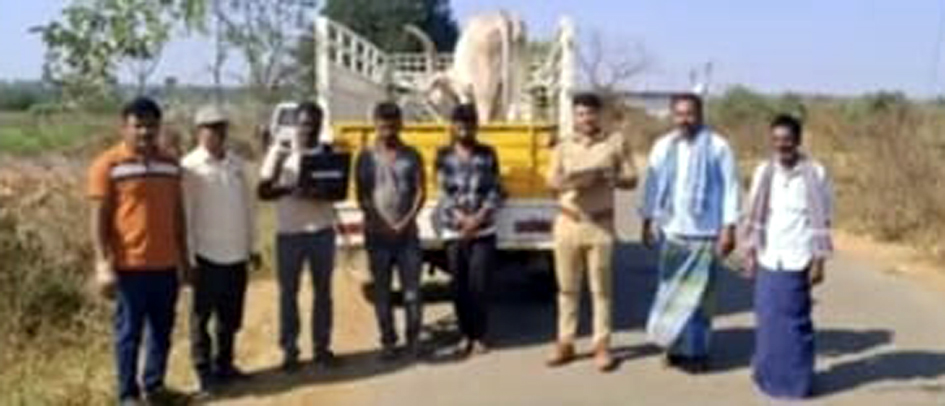 ಹಾವೇರಿಯಲ್ಲಿ ಸಿಕ್ಕಿಬಿದ್ದ ಶಿಕಾರಿಪುರದ ದನಗಳ್ಳರು