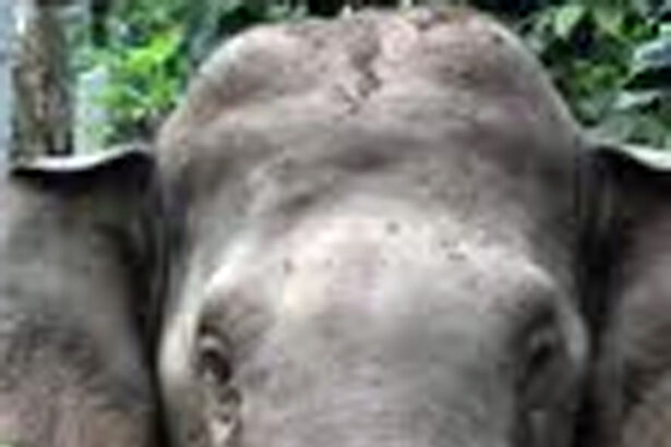 ಸಕ್ಕರೆ ಬೈಲಿನತ್ತಾ ವಿಕ್ರಾಂತ್ ಆನೆ