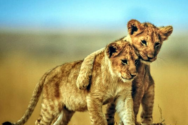 ತ್ಯಾವರೆಕೊಪ್ಪ ಹುಲಿ ಸಿಂಹಧಾಮಕ್ಕೆ ಬರಲಿದೆ 2 ಸಿಂಹದ ಮರಿಗಳು