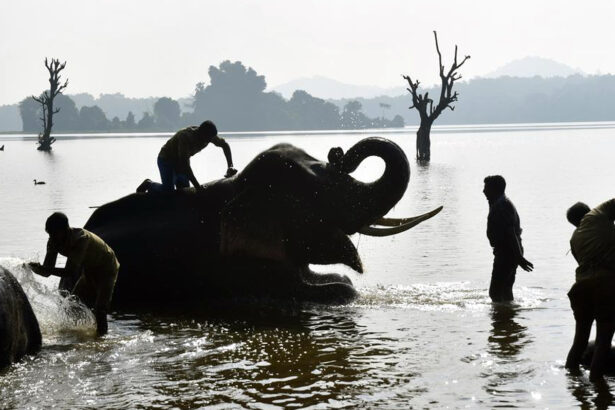 ಸಕೆಬೈಲಿನ ಎರಡು ಆನೆ ಆಂದ್ರಕ್ಕೆ ಹಸ್ತಾಂತರ