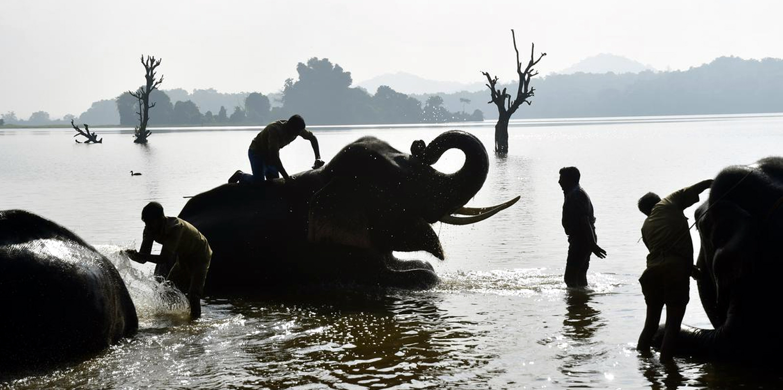 ಸಕೆಬೈಲಿನ ಎರಡು ಆನೆ ಆಂದ್ರಕ್ಕೆ ಹಸ್ತಾಂತರ