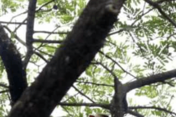 ಮಂಗನ ಕೈಲಿ ಮೊಬೈಲ್