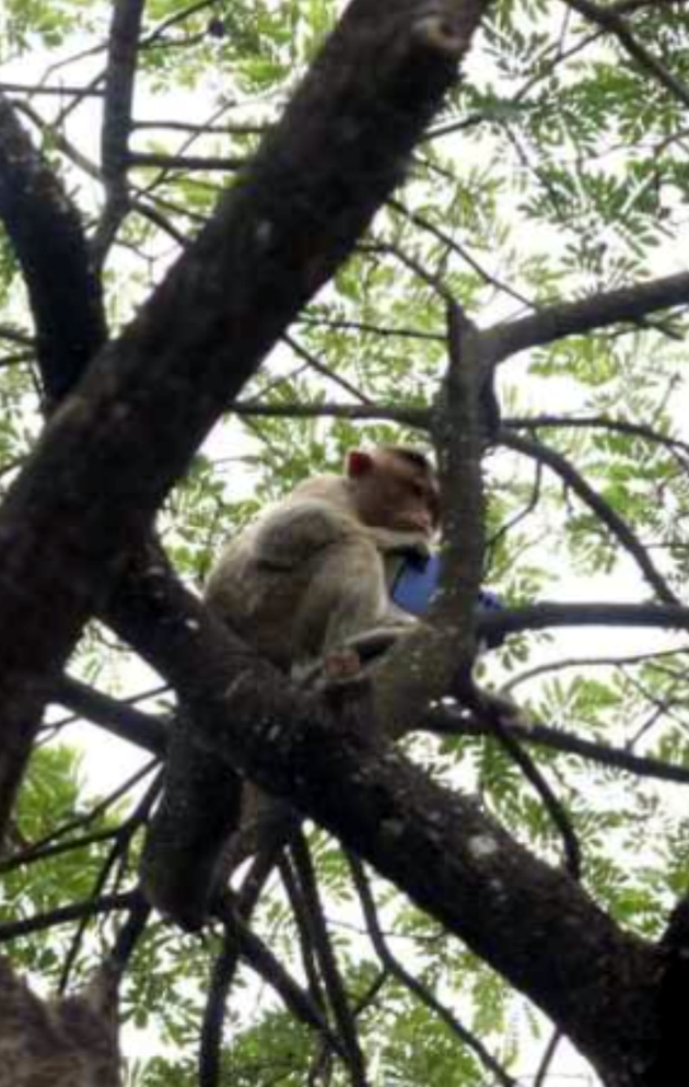 ಮಂಗನ ಕೈಲಿ ಮೊಬೈಲ್