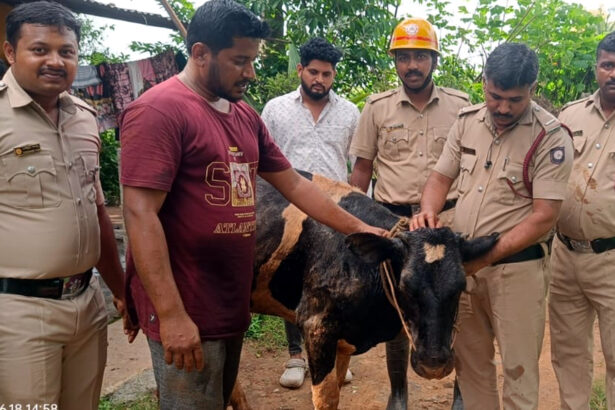 ತೆರೆದ ಬಾವಿಗೆ ಬಿದ್ದಿದ್ದ ಹಸು ರಕ್ಷಿಸಿದ ಅಗ್ನಿ ಶಾಮಕದಳ ಸಿಬ್ಬಂದಿ