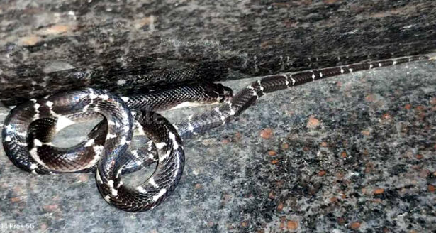 ಮನೆಯ ಒಳಗೆ ಅಡಗಿ ಕುಳಿತಿತ್ತು ವಿಷಪೂರಿತ ಕಡಂಬಳ ಹಾವು