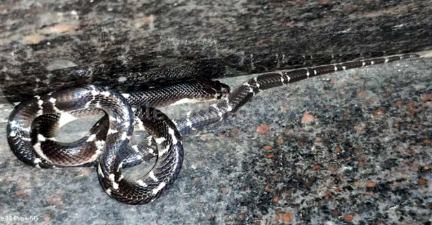 ಮನೆಯ ಒಳಗೆ ಅಡಗಿ ಕುಳಿತಿತ್ತು ವಿಷಪೂರಿತ ಕಡಂಬಳ ಹಾವು