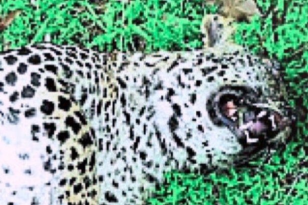 ಶಿಕಾರಿಪುರದ ಹೊಸೂರಿನಲ್ಲಿ ಚಿರತೆಯ ಕಳೆಬರ ಪತ್ತೆ