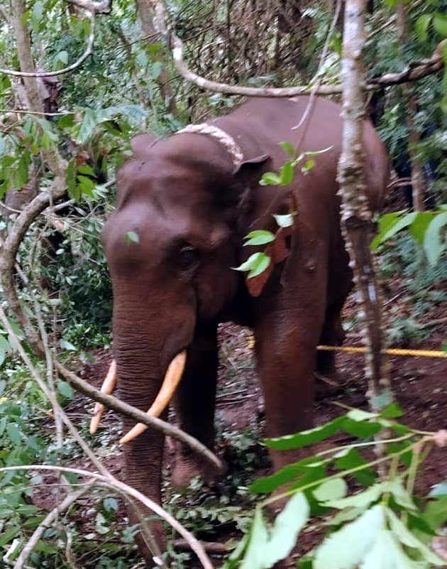 ಪುಂಡಾನೆ ಸೆರೆ: ಸಕ್ರೆ ಬೈಲಿಗೆ ರವಾನೆ