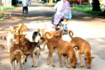 ಬೀದಿನಾಯಿ ಹಾವಳಿಗೆ ಸುಪ್ರೀಂ ಗರಂ
