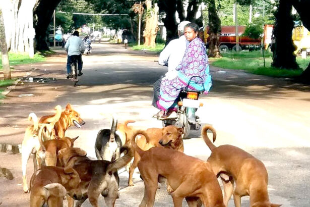 ಬೀದಿನಾಯಿ ಹಾವಳಿಗೆ ಸುಪ್ರೀಂ ಗರಂ