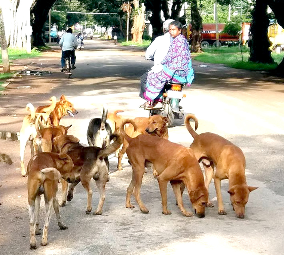 ಬೀದಿನಾಯಿ ಹಾವಳಿಗೆ ಸುಪ್ರೀಂ ಗರಂ
