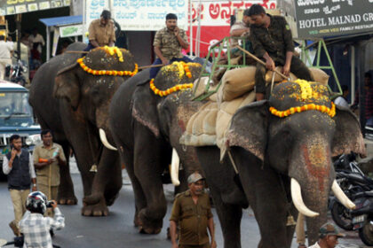 ಆನೆಗಳ ತಾಲೀಮು: ದಾರಿಯುದ್ದಕ್ಕೂ ಜನರಿಗೆ ದರ್ಶನ