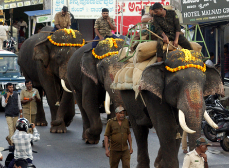 ಆನೆಗಳ ತಾಲೀಮು: ದಾರಿಯುದ್ದಕ್ಕೂ ಜನರಿಗೆ ದರ್ಶನ