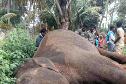 ಅರಣ್ಯ ಇಲಾಖೆಯ ಬಂಧಿಯಾಗುವ ಮುನ್ನವೇ ಇಹಲೋಕ ತ್ಯಜಿಸಿದ ಪುಂಡಾನೆ