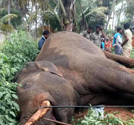 ಅರಣ್ಯ ಇಲಾಖೆಯ ಬಂಧಿಯಾಗುವ ಮುನ್ನವೇ ಇಹಲೋಕ ತ್ಯಜಿಸಿದ ಪುಂಡಾನೆ