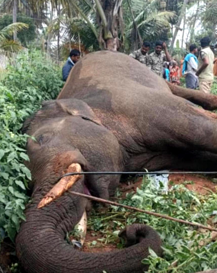 ಅರಣ್ಯ ಇಲಾಖೆಯ ಬಂಧಿಯಾಗುವ ಮುನ್ನವೇ ಇಹಲೋಕ ತ್ಯಜಿಸಿದ ಪುಂಡಾನೆ