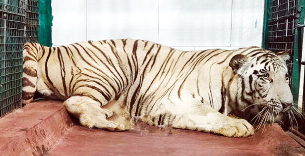 ಶಿವಮೊಗ್ಗ ಸಿಂಹಧಾಮಕ್ಕೆ ಬಿಳಿ ಹುಲಿ ಆಗಮನ