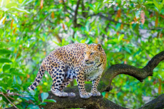 ಮನೆಯಂಗಳದಲ್ಲಿ ಕಟ್ಟಿಹಾಕಿದ್ದ ನಾಯಿ ಮೇಲೆ ಚಿರತೆ ದಾಳಿ