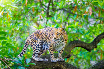 ಮನೆಯಂಗಳದಲ್ಲಿ ಕಟ್ಟಿಹಾಕಿದ್ದ ನಾಯಿ ಮೇಲೆ ಚಿರತೆ ದಾಳಿ