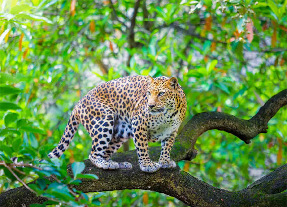 ಮನೆಯಂಗಳದಲ್ಲಿ ಕಟ್ಟಿಹಾಕಿದ್ದ ನಾಯಿ ಮೇಲೆ ಚಿರತೆ ದಾಳಿ
