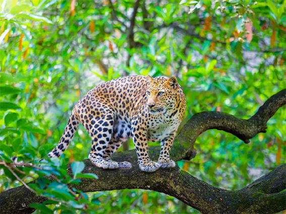 ಮನೆಯಂಗಳದಲ್ಲಿ ಕಟ್ಟಿಹಾಕಿದ್ದ ನಾಯಿ ಮೇಲೆ ಚಿರತೆ ದಾಳಿ