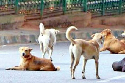 ಚಳಿಯಲ್ಲೂ ಮೈಬೆವರಿಸುತ್ತಿವೆ ಬೀದಿನಾಯಿಗಳು