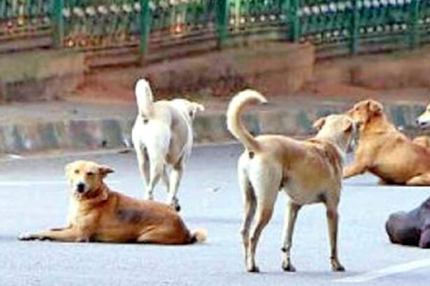 ಚಳಿಯಲ್ಲೂ ಮೈಬೆವರಿಸುತ್ತಿವೆ ಬೀದಿನಾಯಿಗಳು