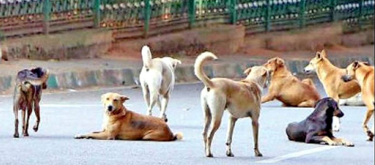 ಚಳಿಯಲ್ಲೂ ಮೈಬೆವರಿಸುತ್ತಿವೆ ಬೀದಿನಾಯಿಗಳು